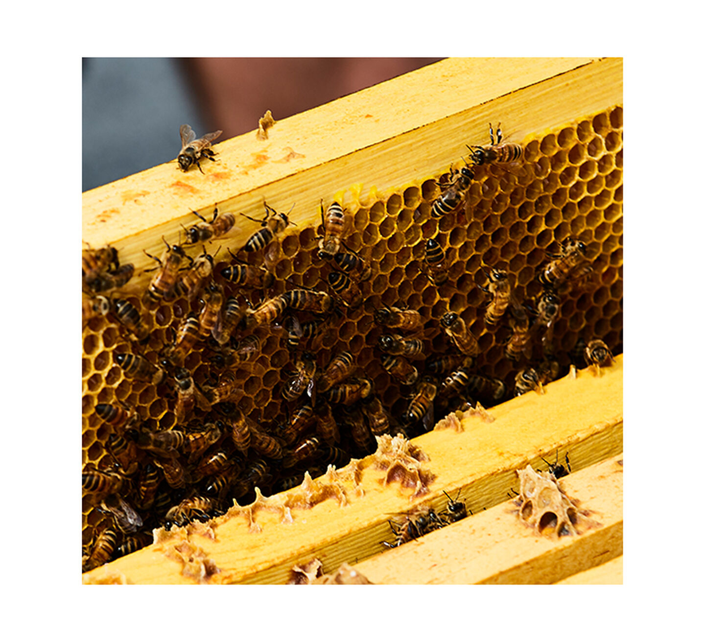 A bee colony in a bee keeping hive.
