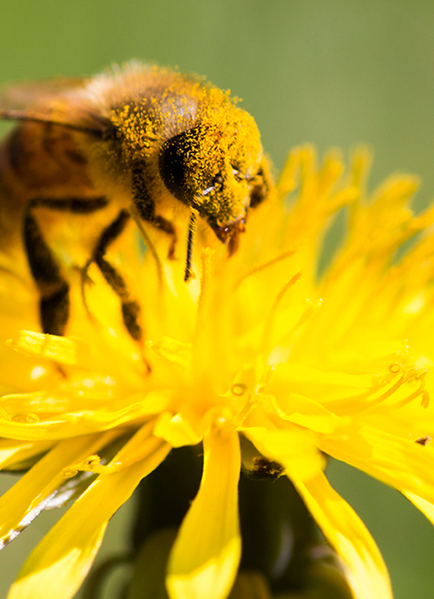 A macro image of a bee covered in pollen sitting on a yellow flower