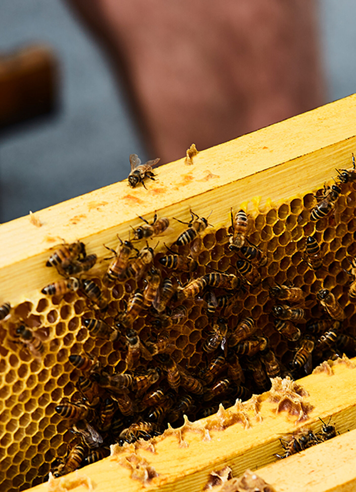 A bee colony in a bee keeping hive