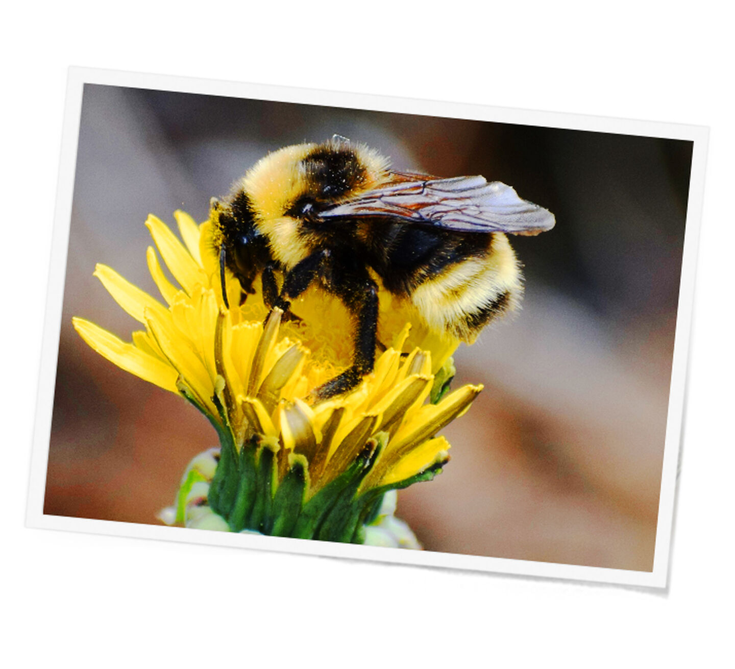 A macro photograph of a bee collecting from a yellow flower.