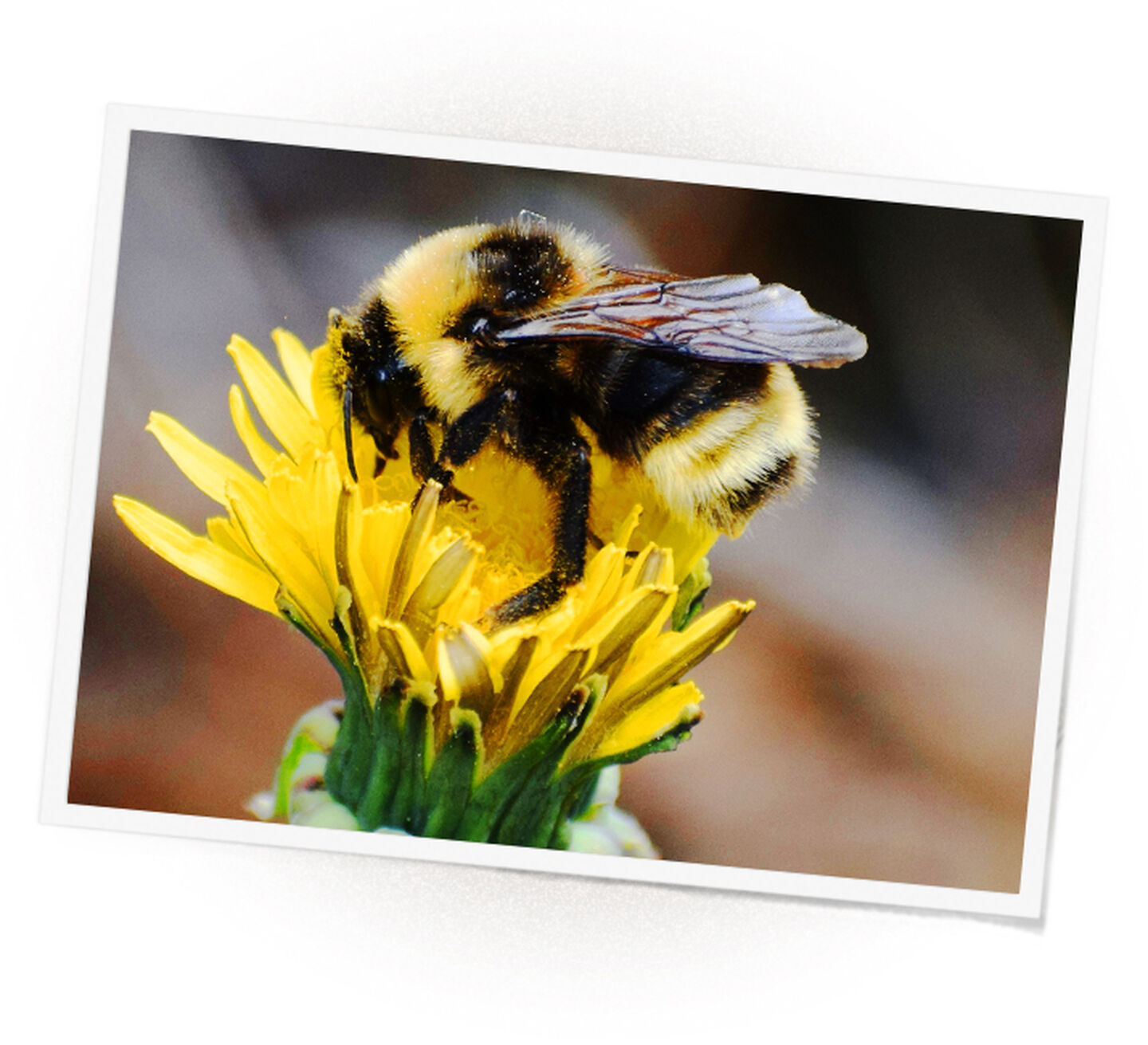 A macro photograph of a bee collecting from a yellow flower