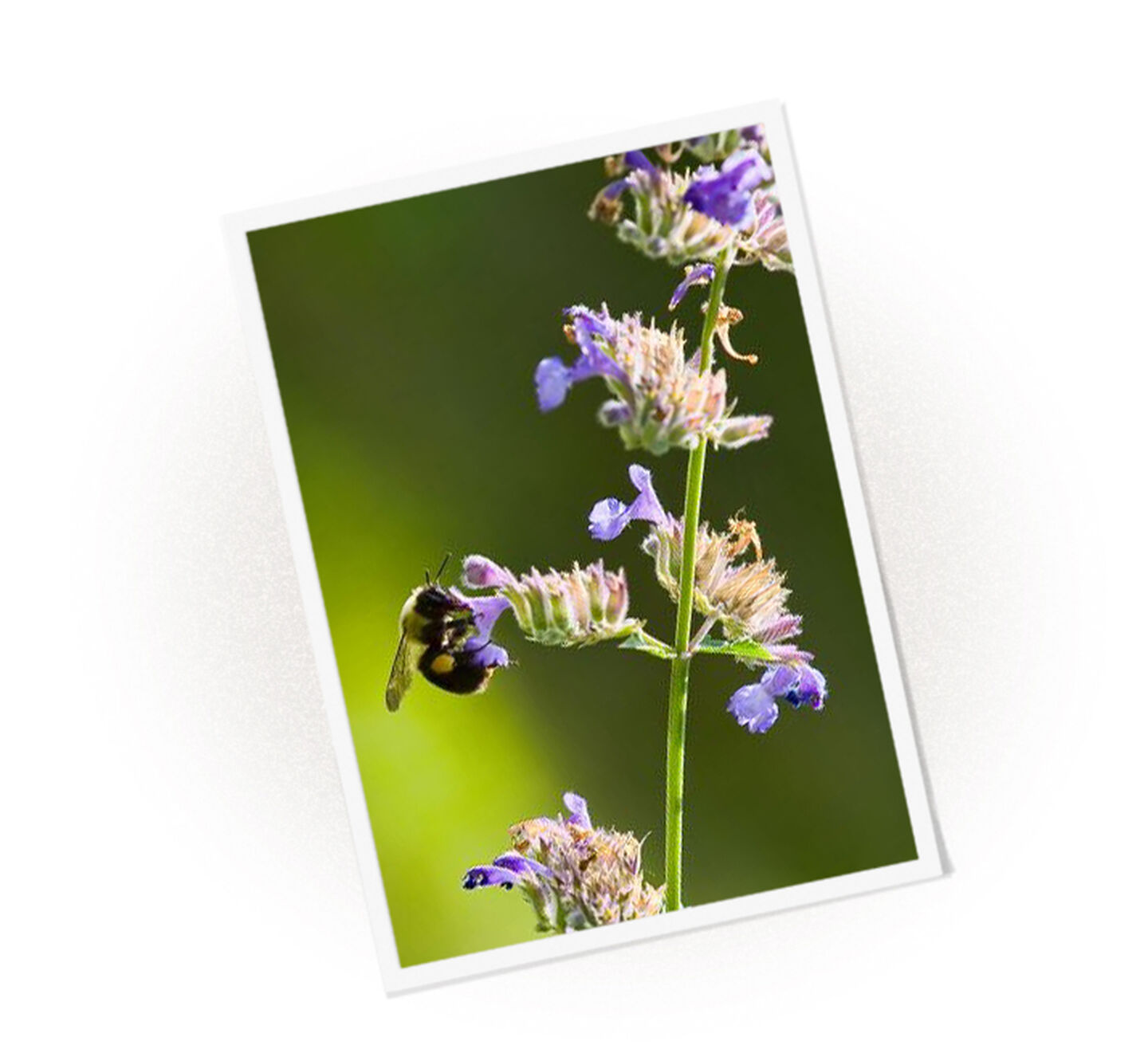 A bee collects pollen from a purple flower