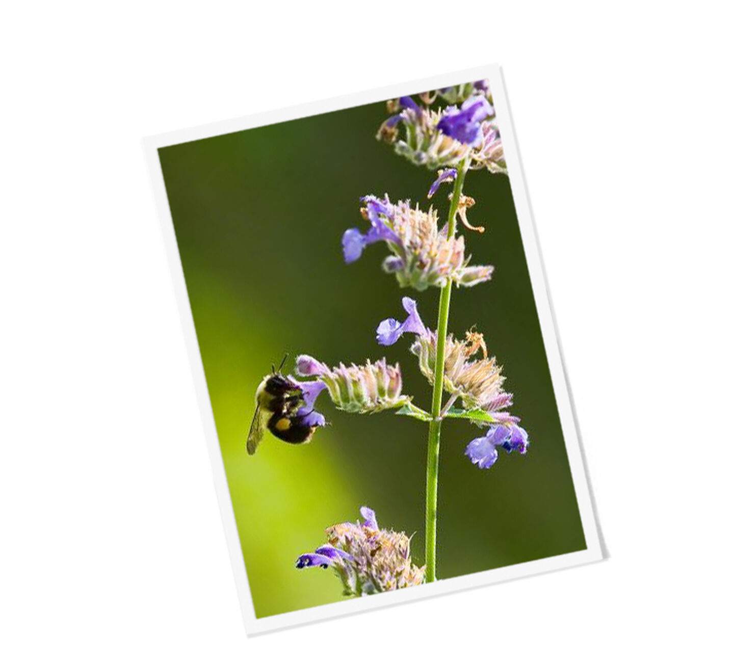 A bee collects pollen from a purple flower.