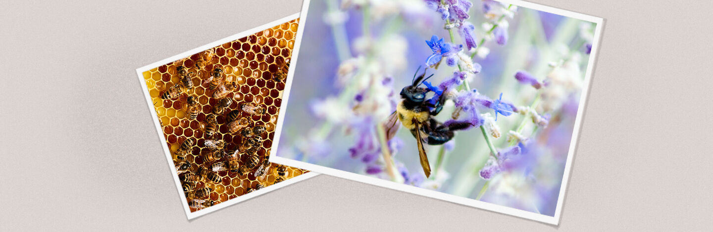 A photograph of a bee on a purple flower sits on top of a photograph of bees in their hive