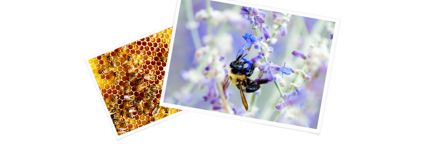 Images of bees