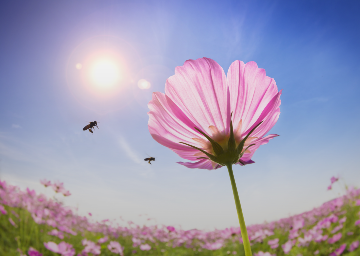 A macro photo of a pink flower and 2 bees in front of a blue sky