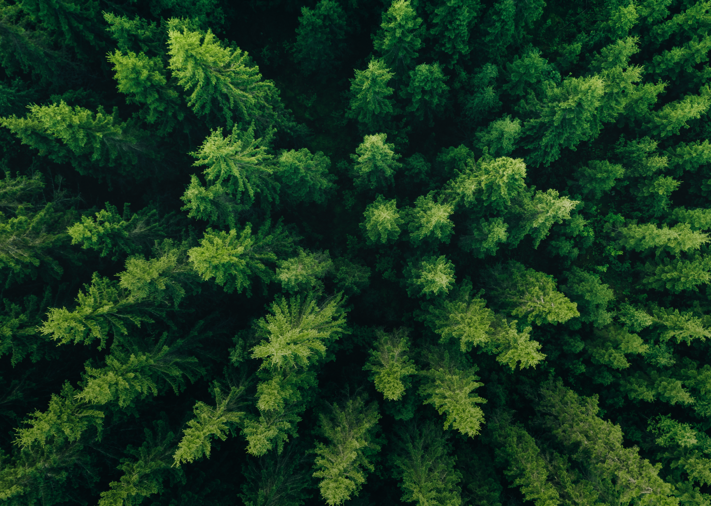 Aerial photo of a forest